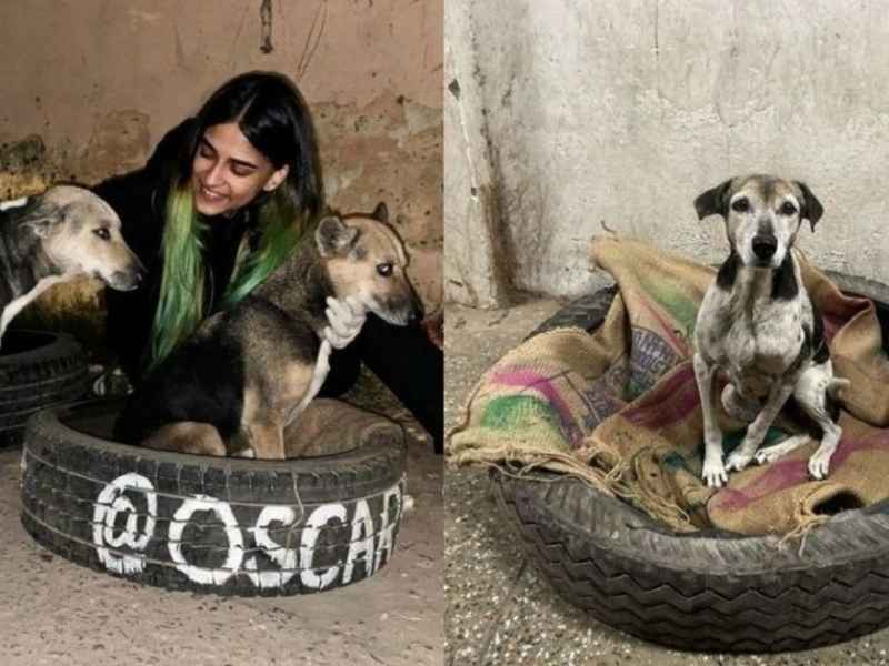 Vet Student In Delhi Makes TyreBeds For Stray Dogs